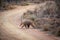 Aardvark crossing a bush road