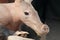 Aardvark detail