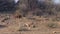 Aardvark Digging and Walking in Kalahari, Namibia