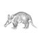 Aardvark Digital Sketch Isolated On White Background