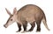 Aardvark, Orycteropus, 16 years old