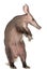 Aardvark, Orycteropus, 16 years old