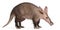 Aardvark, Orycteropus, 16 years old