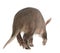 Aardvark, Orycteropus, 16 years old, walking