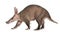 Aardvark, Orycteropus, 16 years old, walking
