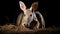 Aardvark, Orycteropus afer, burrowing, nocturnal mammal native to Africa.Aardvark. generative ai