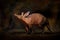 Aardvark, Orycteropus afer, burrowing, nocturnal mammal native to Africa. Crazy animal in the dark night. Aardvark, in the nature