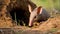 Aardvark, Orycteropus afer, carefully explores the surroundings of its spacious burrow generative ai