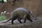 Aardvark Prowl Profile