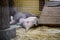 The aardvark resting lying on your back with raised legs up. Funny animal i