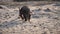 Aardvark Walking Away in Namibia
