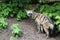 Aardwolf