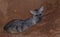 Aardwolf isolated in South Africa