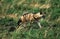 Aardwolf, proteles cristatus, Adult walking through Savannah, Kenya