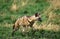 Aardwolf, proteles cristatus, Adult walking through Savannah, Kenya