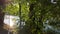 Aare river with beeches, hazel and maple with sunbeams and roman footpath at riverside