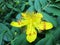 Aaron`s beard or Hypericum calycinum flower