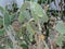 Aaron`s-beard prickly-pear cactus