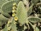 Aaron\'s-beard prickly-pear. Opuntia leucotricha cactus