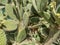 Aaron\'s-beard prickly-pear. Opuntia leucotricha cactus