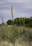 Aaron`s Rod long stalked yellow flowered wild plant