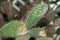 Aarons beard cactus or Opuntia Leucotricha plant in Saint Gallen in Switzerland