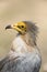 Aasgier, Egyptian Vulture, Neophron percnopterus