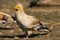 Aasgier, Egyptian Vulture, Neophron percnopterus