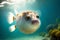 abacus spherical puffer fish floating in turquoise seawater