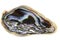 Abalone Shell