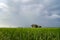 Abandon wooden house surrounded by green paddy field over dramatic cloud background