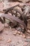 Abandondes broken wagon wheel in caligo ghost town, USA