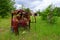 Abandoned agricultural machinery in mechanized yard of Victory of Socialism state farm in resettled village of Pogonnoye, Belarus