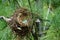 Abandoned American robin`s nest in a fir tree