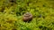 Abandoned animal shell lying on green moss on forest floor