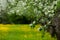 An abandoned apple orchard