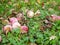 Abandoned apples on the grass. There is no harvest of apples. Agriculture is closed. Place for writing