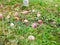 Abandoned apples on the grass. There is no harvest of apples. Agriculture is closed. Place for writing