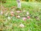 Abandoned apples on the grass. There is no harvest of apples. Agriculture is closed. Place for writing