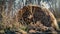 Abandoned, autumn straw bale