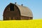 Abandoned barn in canola