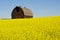 Abandoned barn in canola field