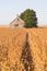 Abandoned Barn and Soybean Field