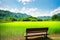 abandoned bench beside the rice field. made with Generative AI