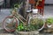 Abandoned bicycle green plants pots still life, Vietnam