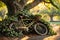 Abandoned Bicycle Rests Against an Ancient Oak Tree: Tendrils of Ivy Encircling its Rusting Frame, Lost in Time