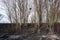 Abandoned birds nest among burnt trees and grass in the zone of natural disaster wildfire. Save birds, protect trees, conserve