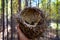 An abandoned birds nest in a mans hand. Abandoned birds Nest