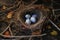 abandoned birds nest, scattered eggs on ground