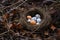 abandoned birds nest, scattered eggs on ground